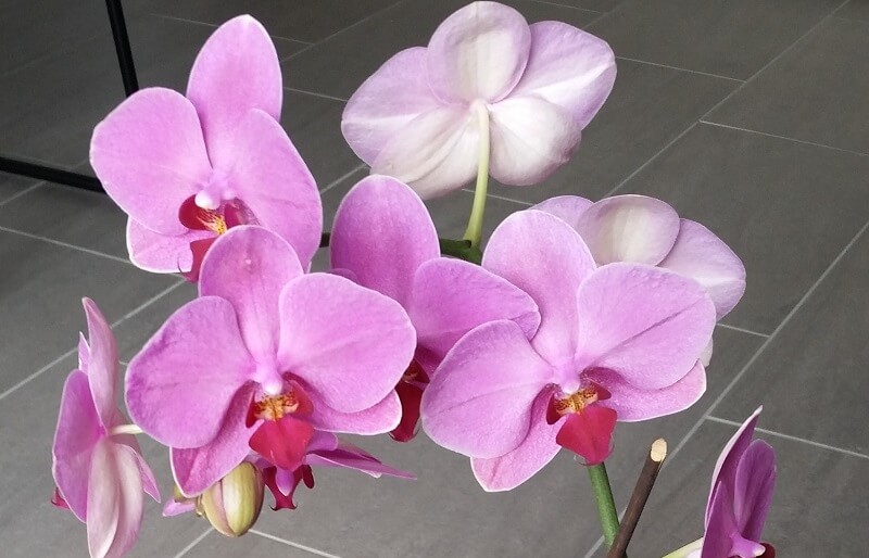 Orchidée rose phalaenopsis